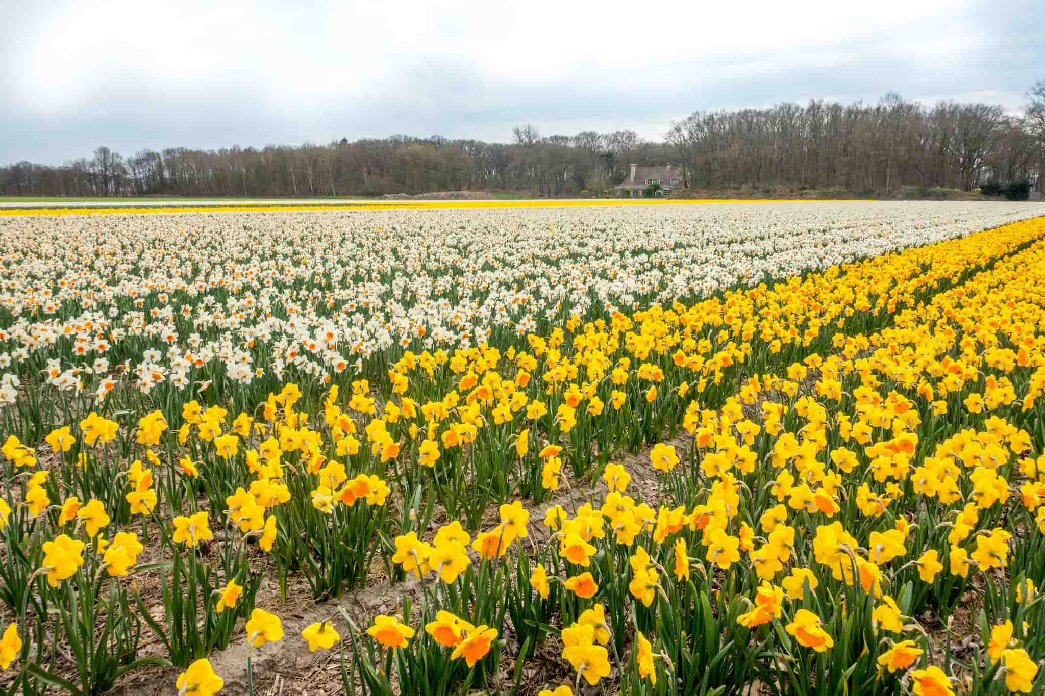 Tulip season in Amsterdam is short. Rent a bike to make the most of a visit to nearby Keukenhof.