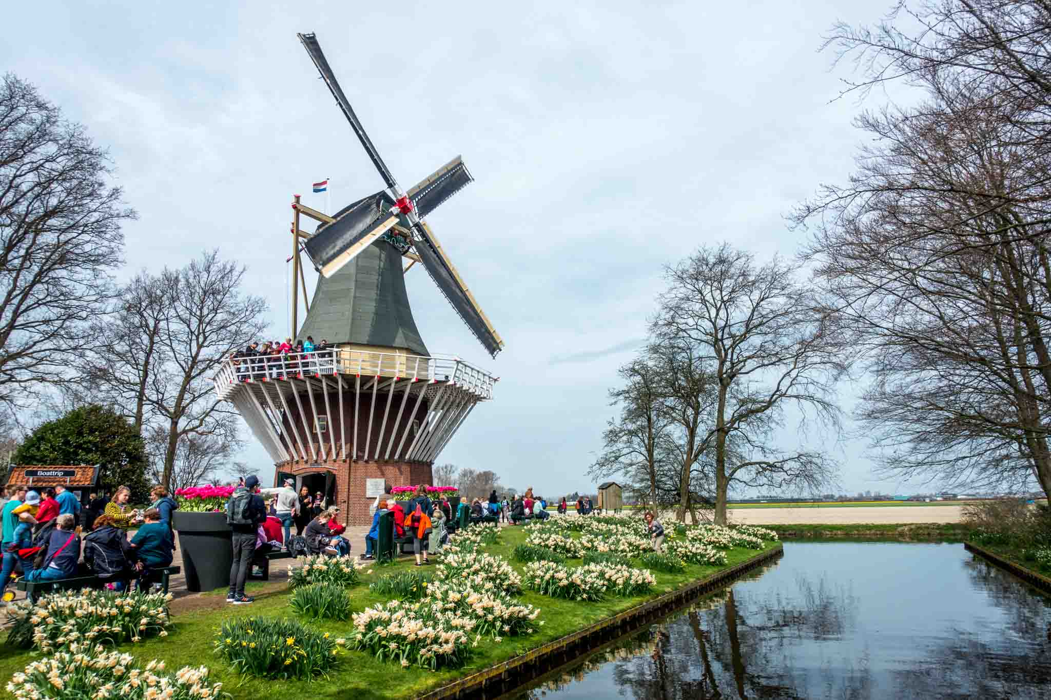 In Holland, Keukenhof gardens is one of the most beautiful places to see a windmill and view tulips