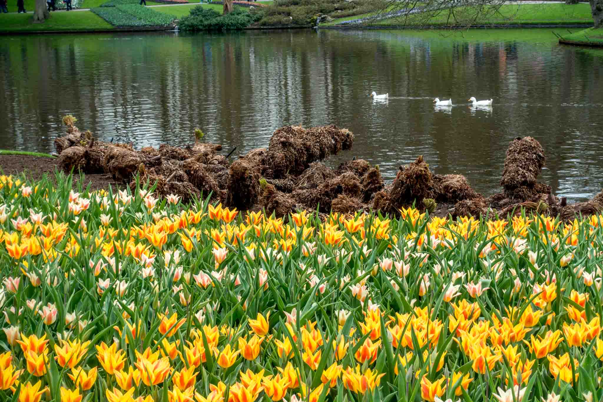 Visit the Keukenhof tulip fields near Amsterdam