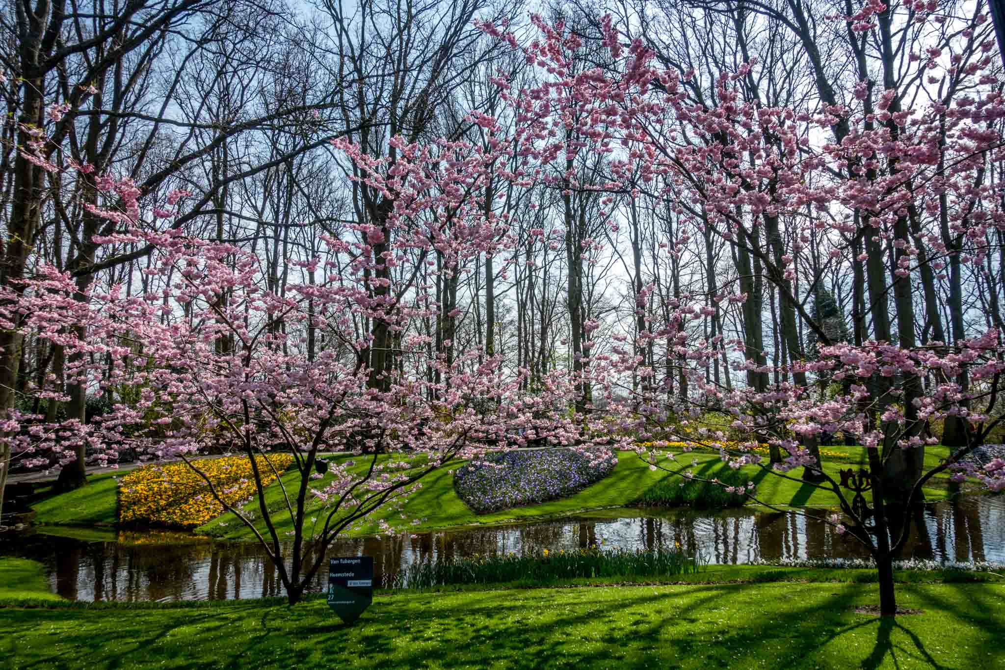 Keukenhof park is filled with 7 million flower bulbs as well as beautiful cherry blossoms and other trees and plants