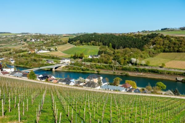 The Best European Wine You’ve Probably Never Heard Of In the Moselle River valley, it seems that every inch is covered in vines to produce Luxembourg wine