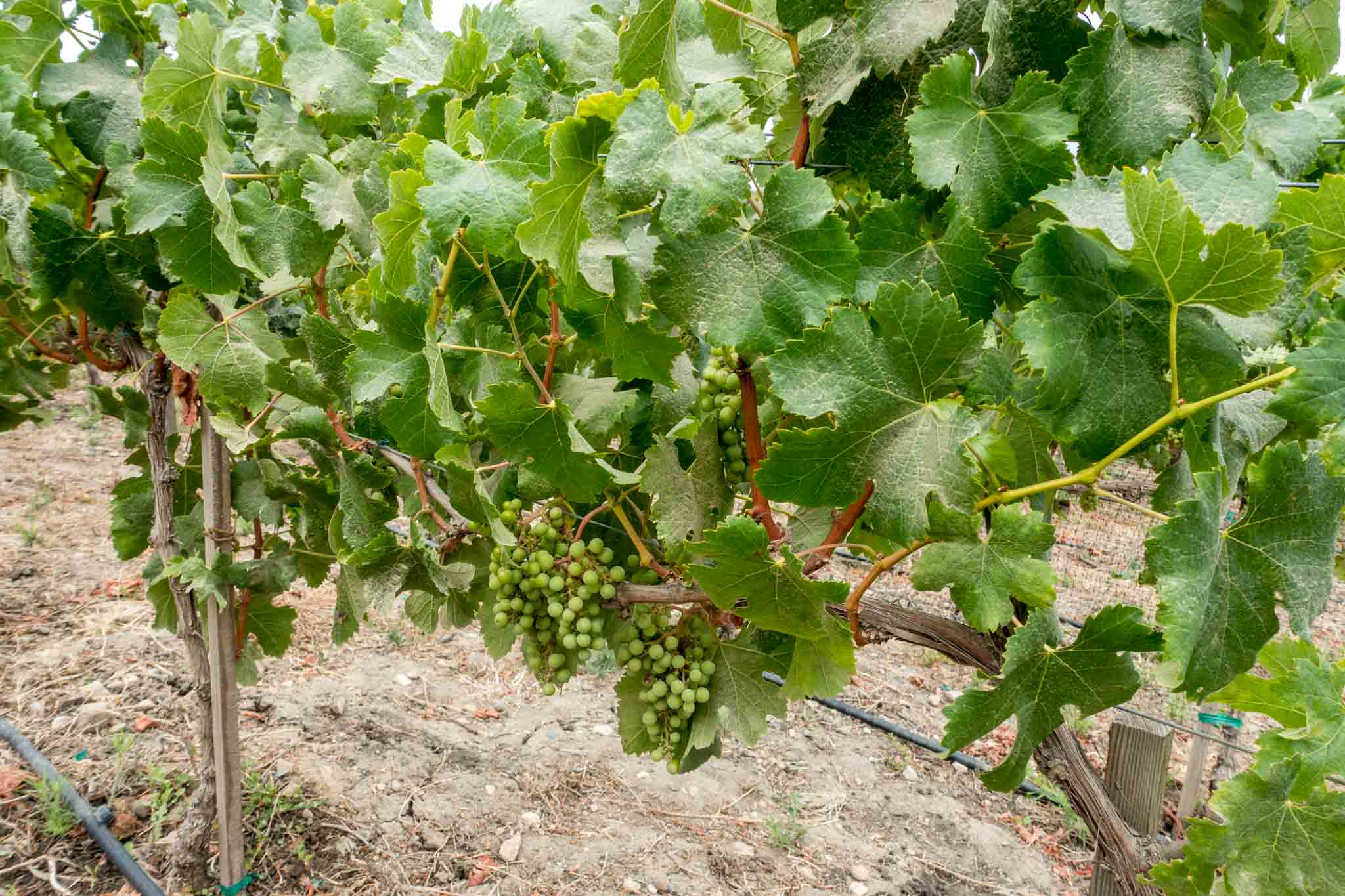 Visiting wineries can be a perfect staycation activity.