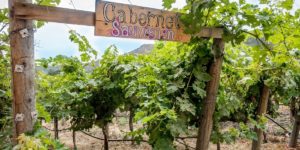 10 Unexpected Wine Destinations Around the World Go beyond Bordeaux and Napa to explore unique wine regions like Mexico, Luxembourg, and Texas