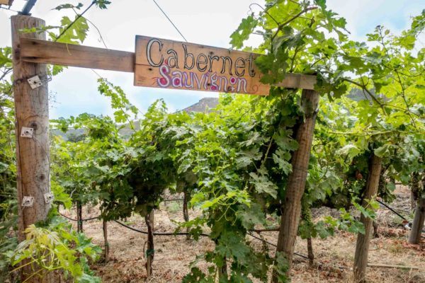 10 Unexpected Wine Destinations Around the World Go beyond Bordeaux and Napa to explore unique wine regions like Mexico, Luxembourg, and Texas