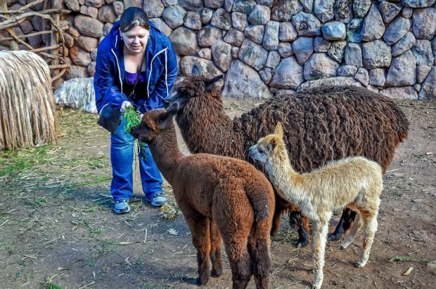 Make some time in your Peru itenerary for the llamas and vicuna