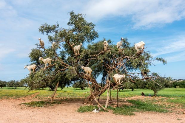 If you're near Essouira, Morocco, stop to see the goats in the argan trees.