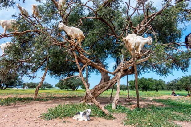 Goats in argan trees and a kid near Essouira, Morocco