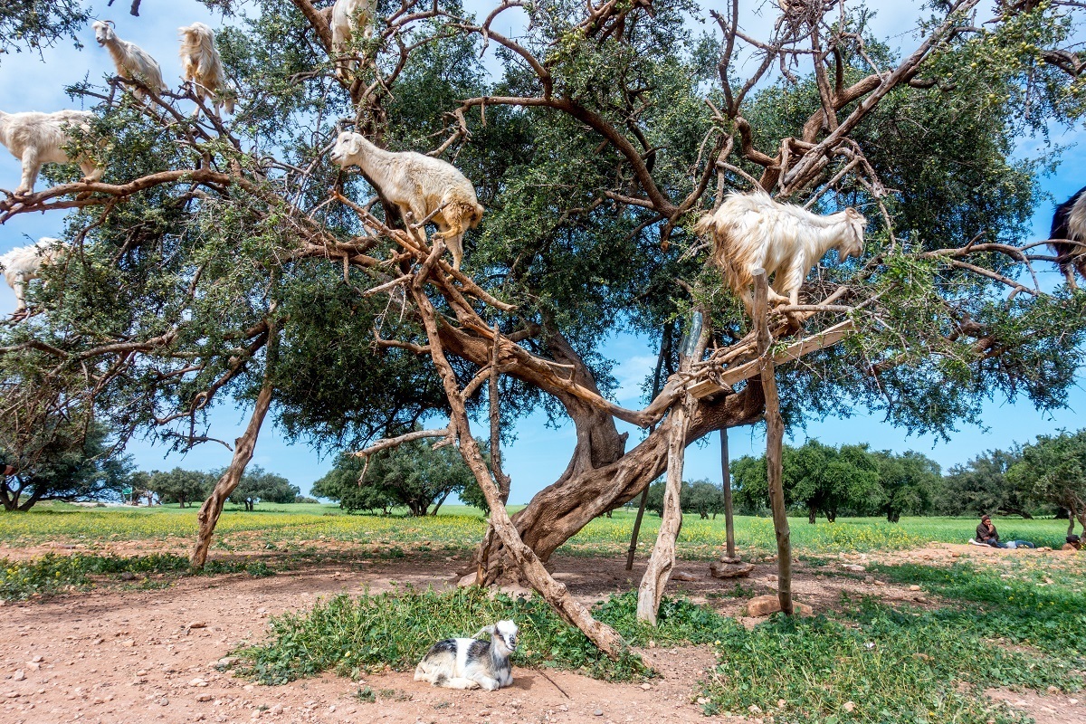 Goats in argan trees and a kid near Essouira, Morocco