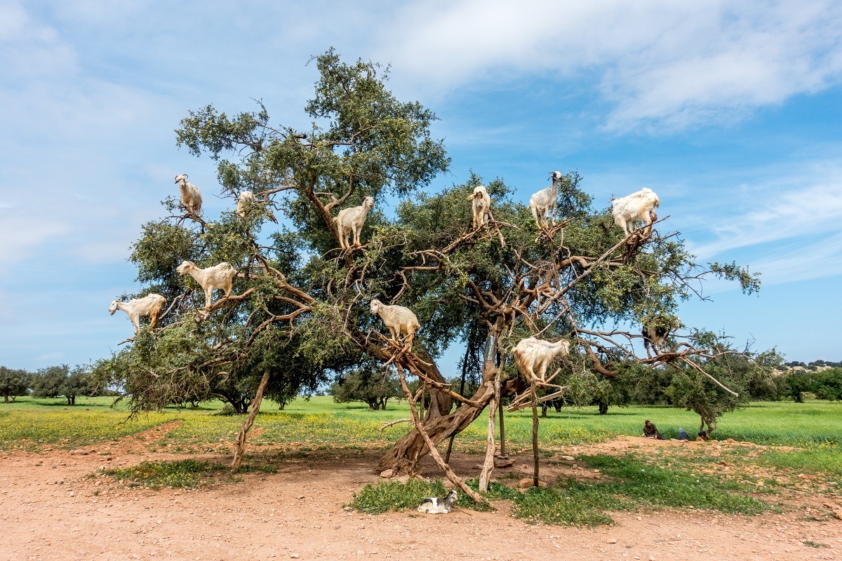 If you're near Essouira, Morocco, stop to see the goats in the argan trees.