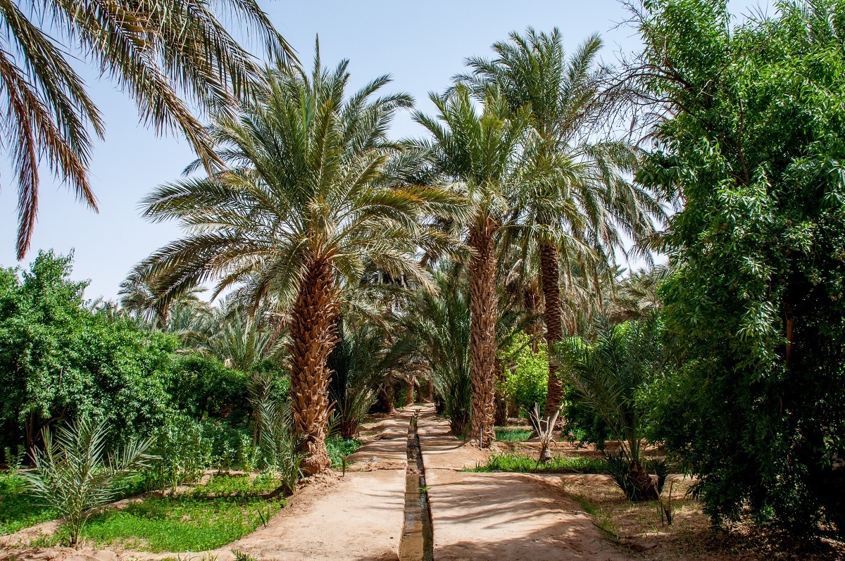Moroccans get creative with irrigation in the desert