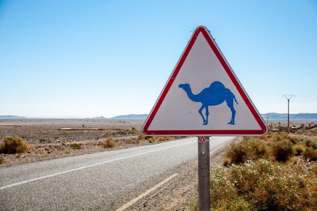 Keep your eyes open for camels when you travel to Morocco