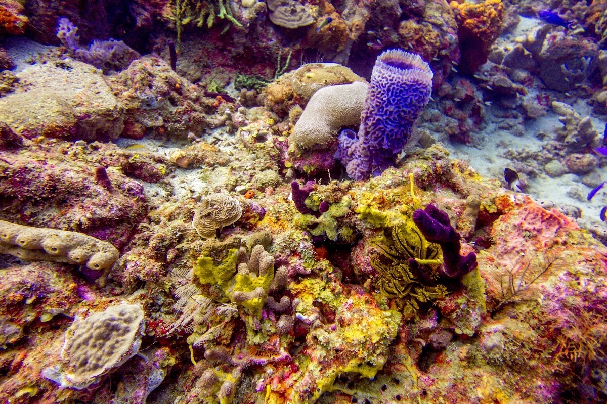 The best snorkel mask and fins will let you see amazing things like sponges and coral underwater