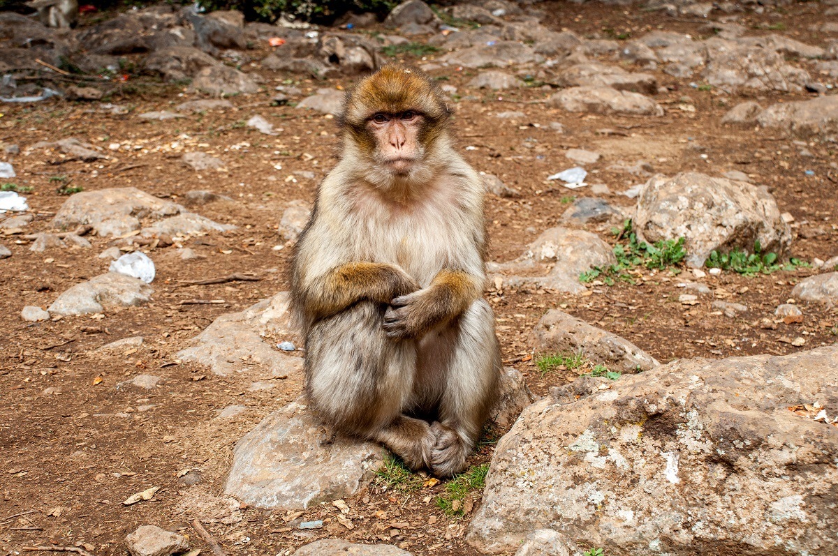 Barbary macaque in Azrou, Morocco