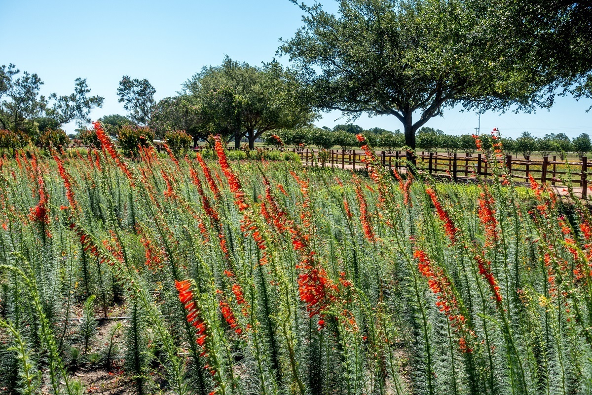 Flowers and trees at Wildseed Farms in Fredericksburg