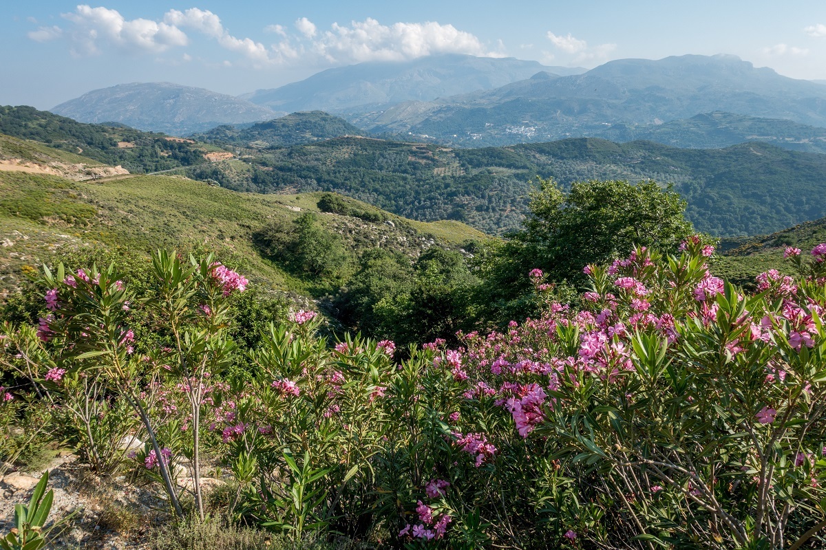 Mountain views studded with bougainvillea