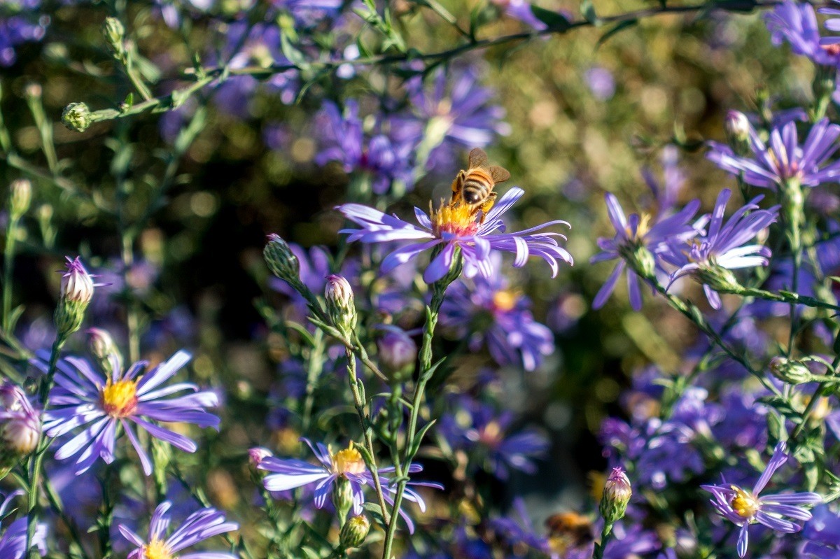 Bee on purple flower