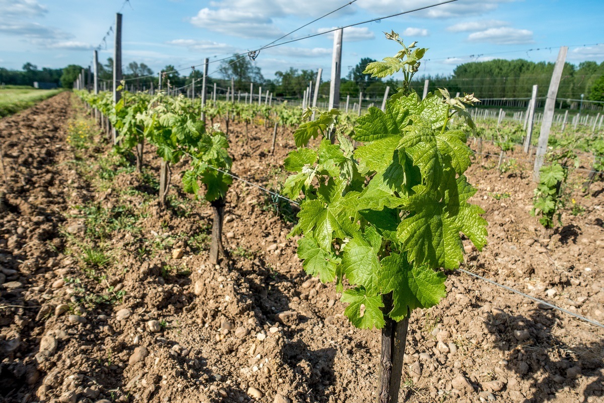 Close up of grape leaves at a vineyard in Bordeaux France