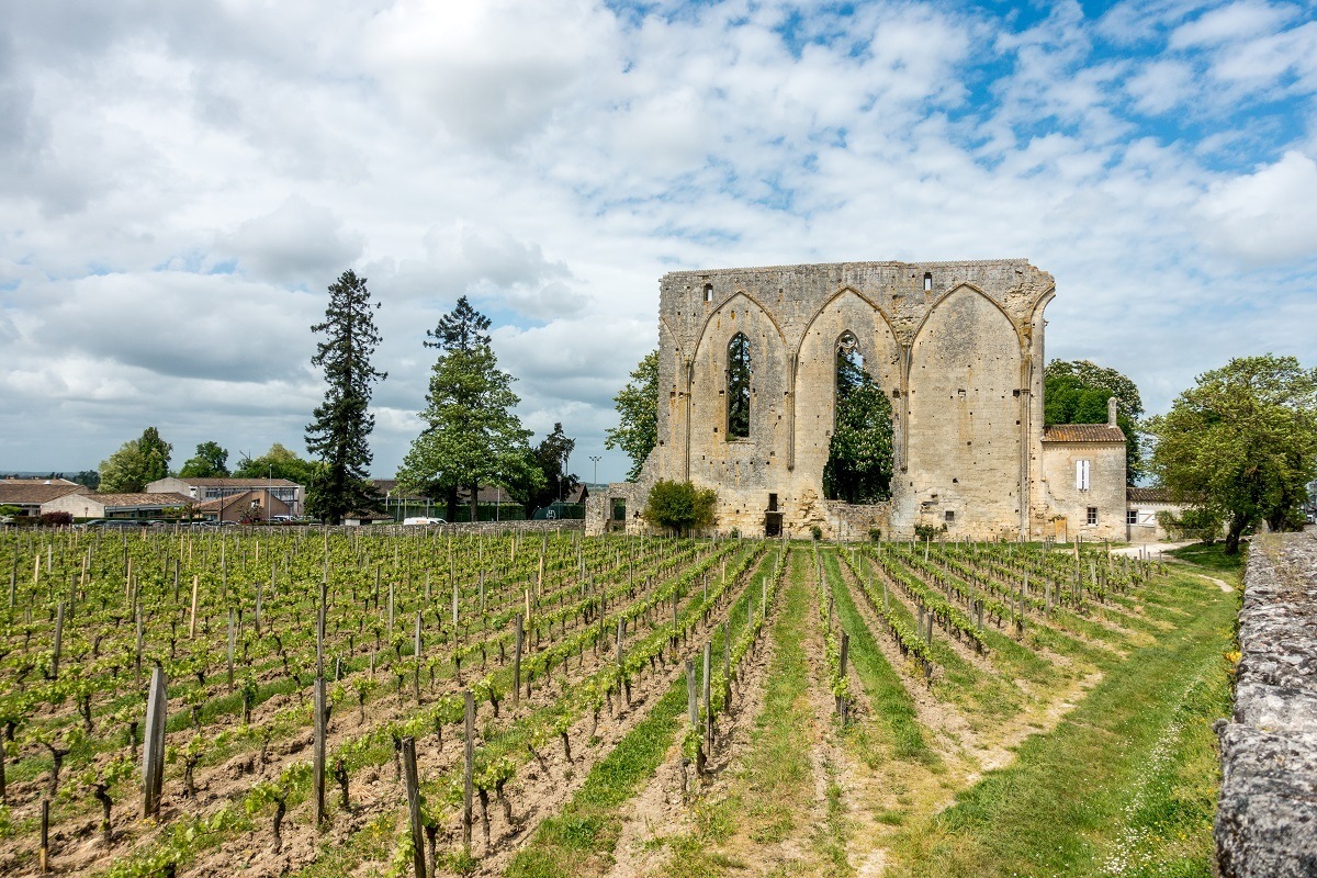 Ruined wall next to a vineyard