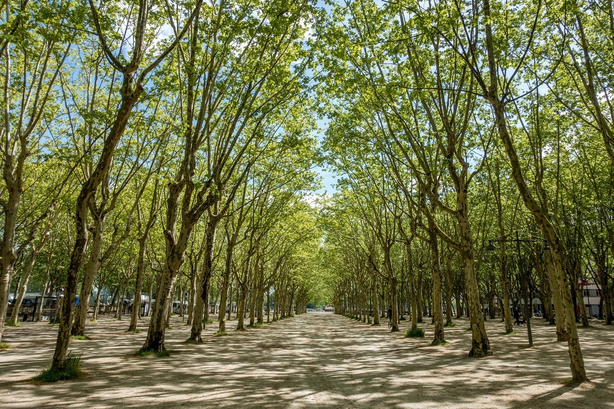 Uniformly-planted trees in Place des Quinconces in Bordeaux France