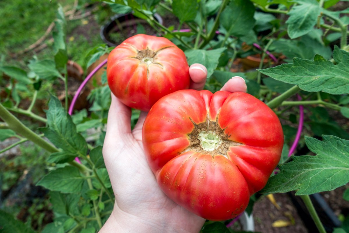One of our favorite go green tips is using household compost to feed a backyard garden and get beautiful tomatoes