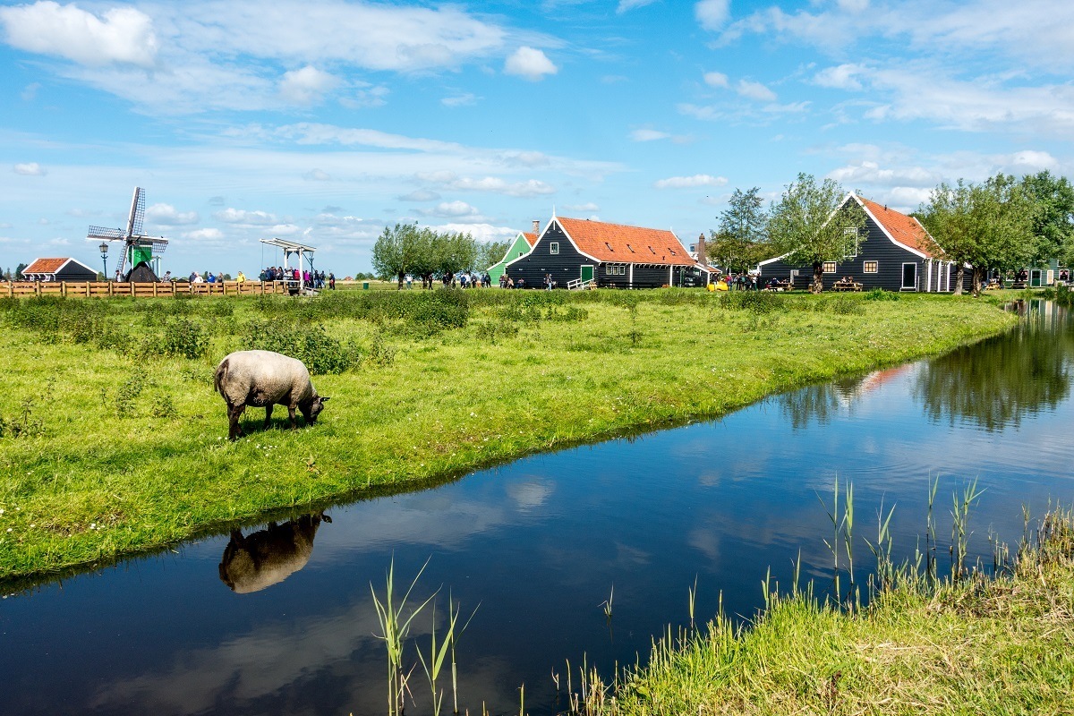 Sheep eating along a canal in the Netherlands near Amsterdam