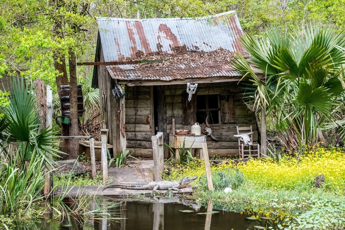 Alligator sunning in front of a shack by the water