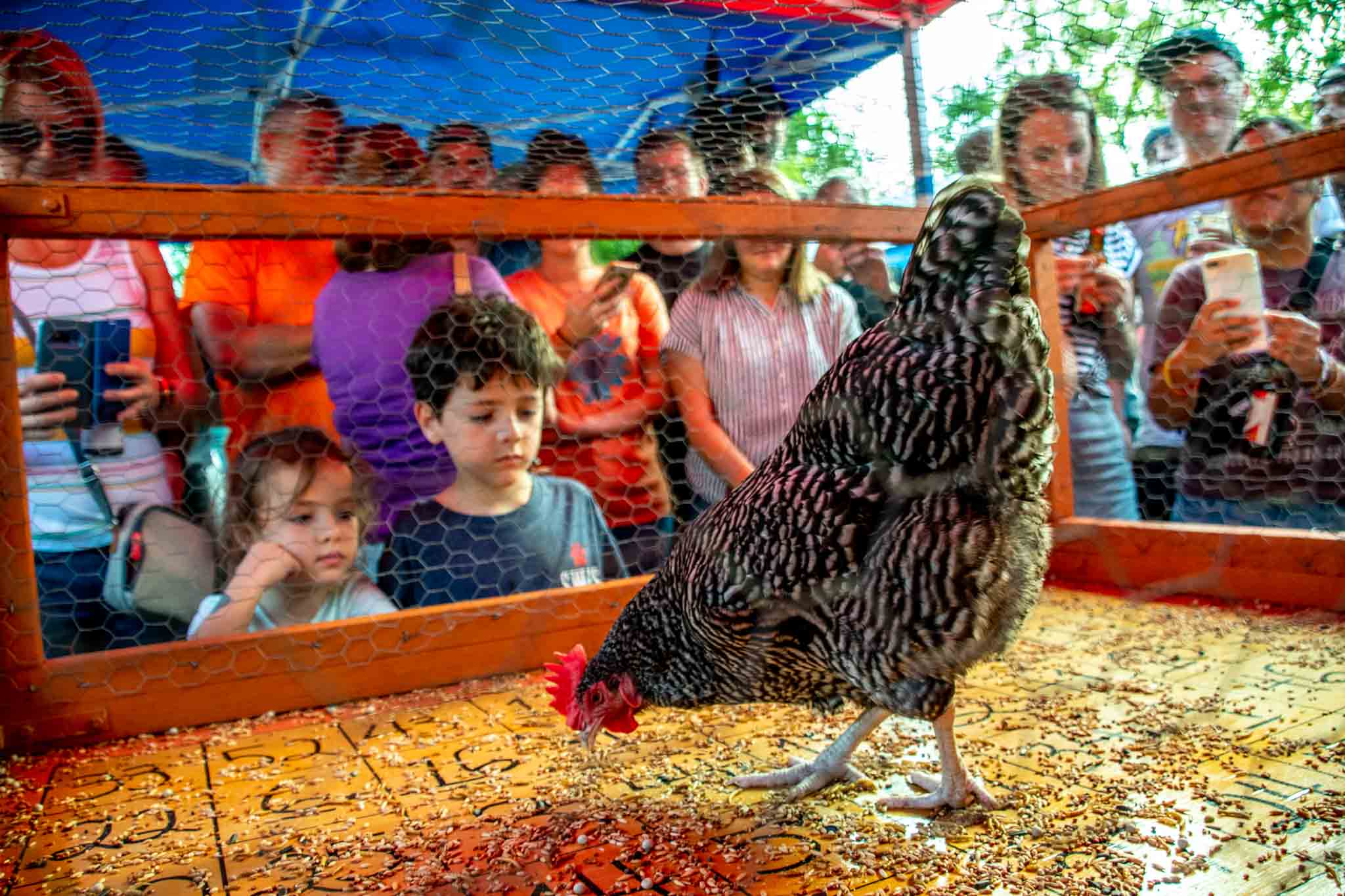 Kids watching a chicken on the bingo board