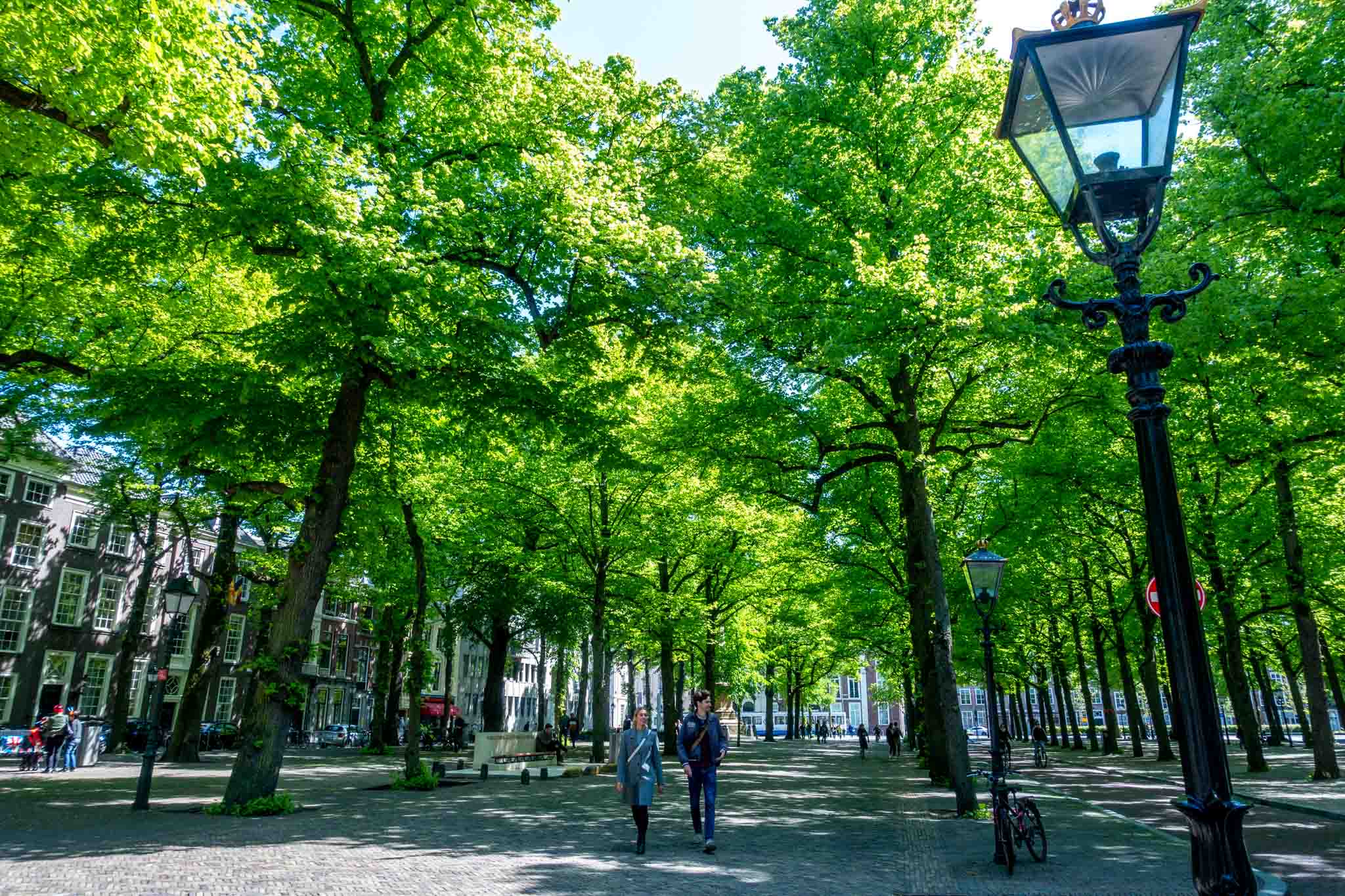 People walking under a row of trees