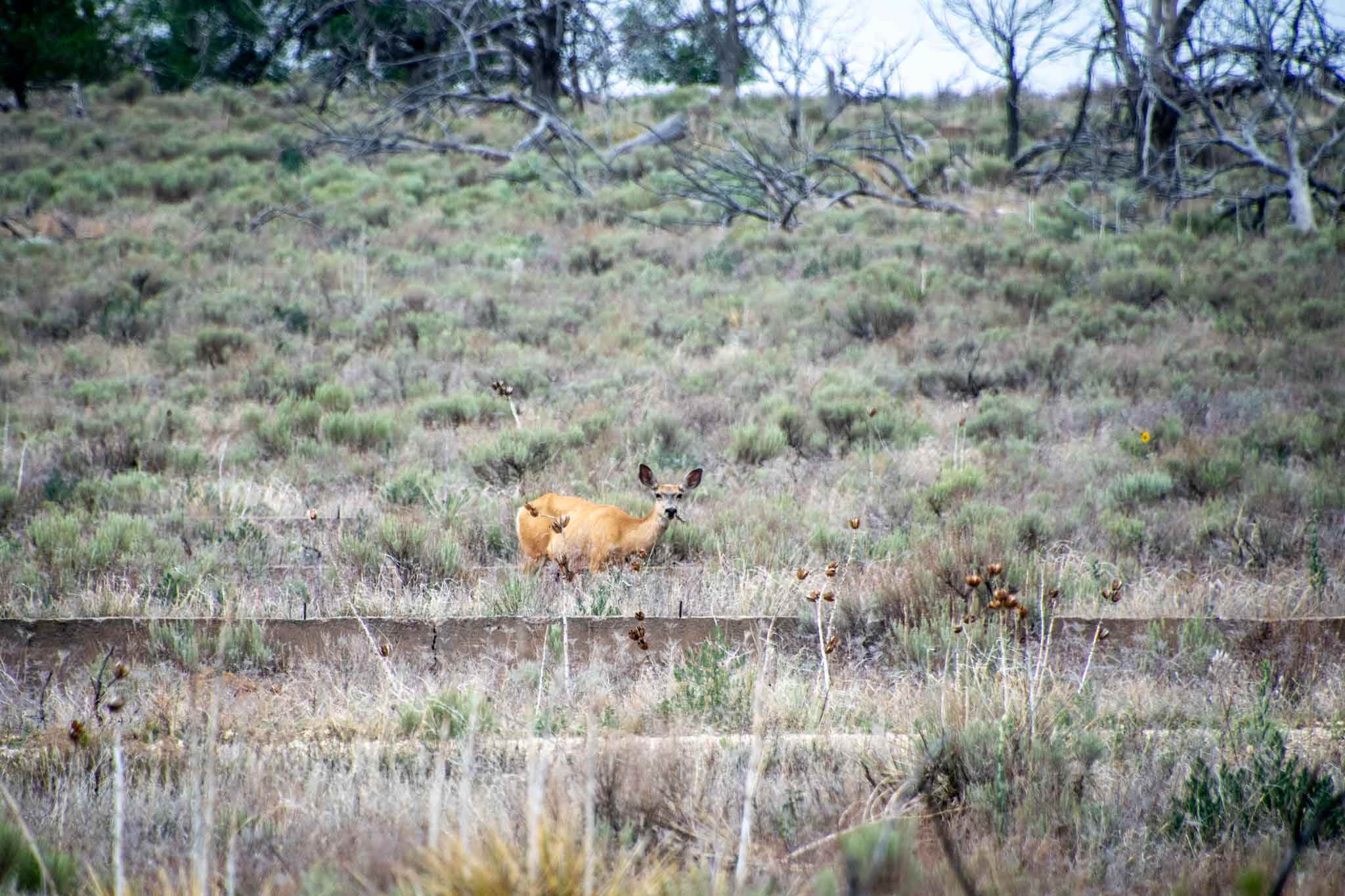 Deer grazing among the building foundations at Camp Amache