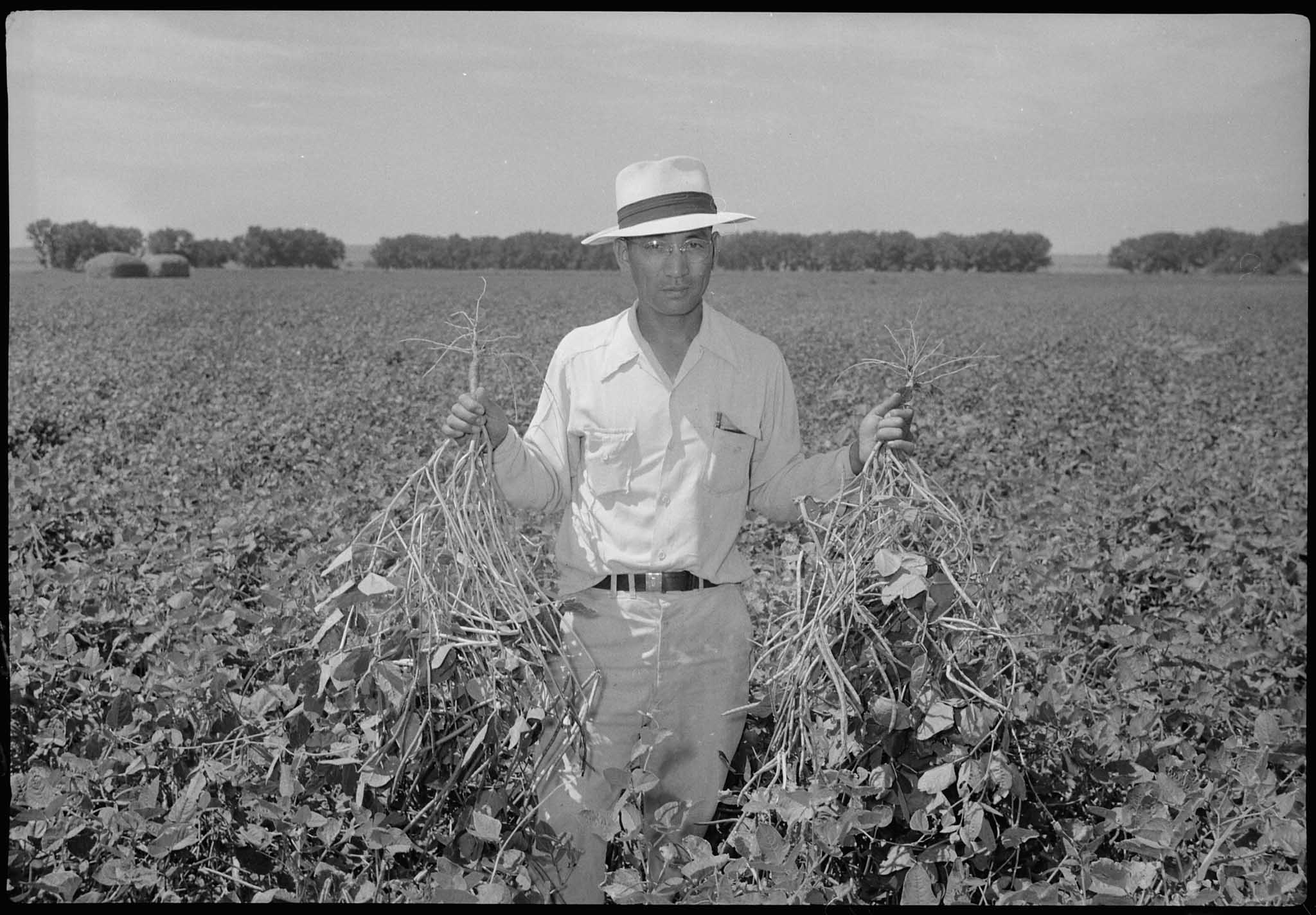 Man holding crops in a field