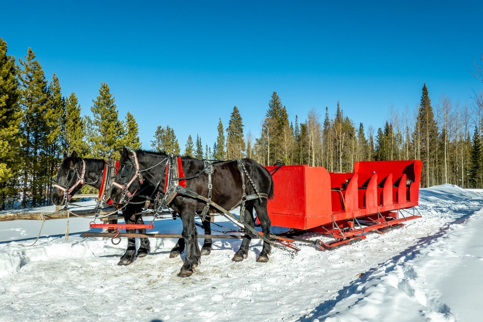 Horse-drawn sleigh at Snow Mountain Ranch of the YMCA of the Rockies